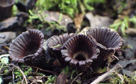 Images Gratuites : la nature, faune, champignon vénéneux, flore, fermer, Champignons, Oregon ...