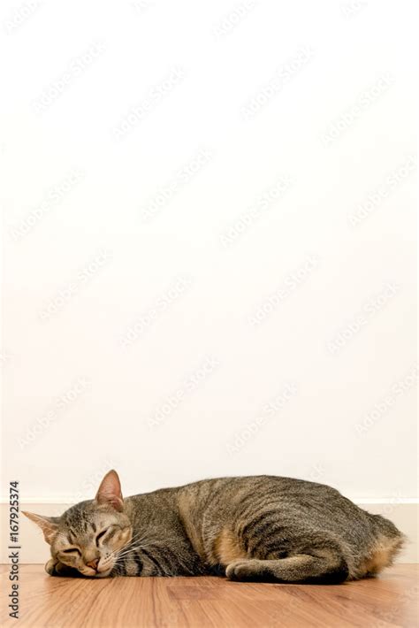 Cat sleeping on wooden floor with white blank space wall. adorable cat ...