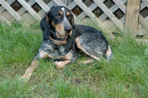 Bluetick Coonhound Info, Temperament, Puppies, Mix, Pictures