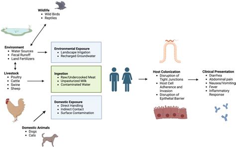 Biomolecules | Free Full-Text | The Missing Pieces: The Role of Secretion Systems in ...