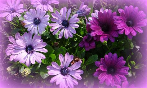 24+ Beautiful Purple Daisy Flowers