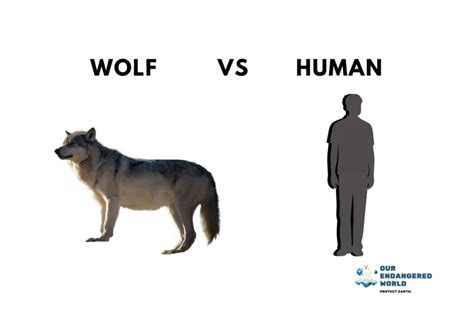 Wolves Size Comparison: How Big Are Wolves Compared to Dogs, Humans, and Other Animals?