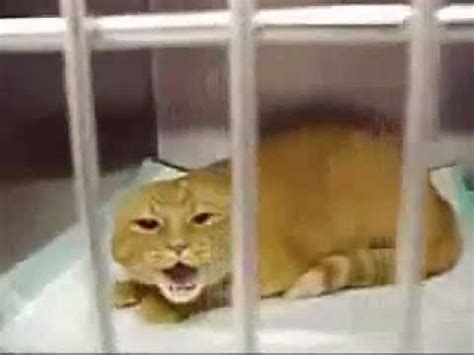 Angry screaming cat!!! - YouTube