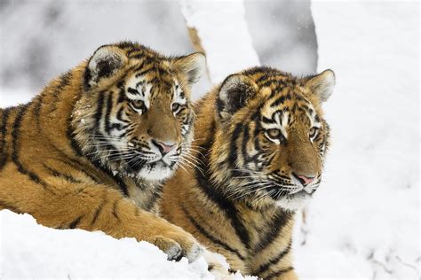 Siberian Tiger Cubs In Snow Photograph by Konrad Wothe - Pixels