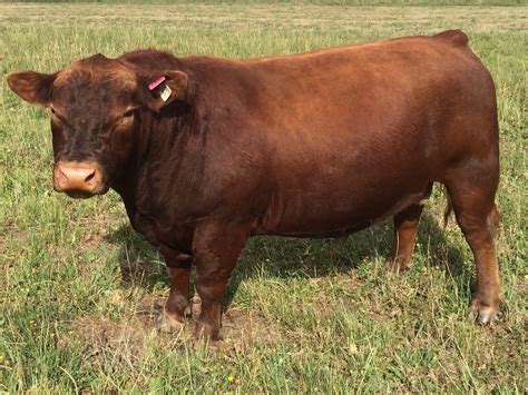 Australian Lowline Cattle & Genetics For Sale - ALCA