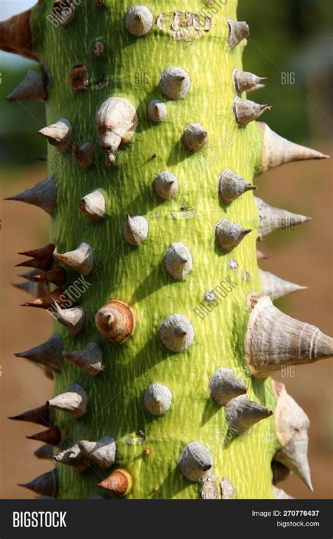 spiked tree trunk. silk floss tree "Ceiba speciosa" trunk with its ...