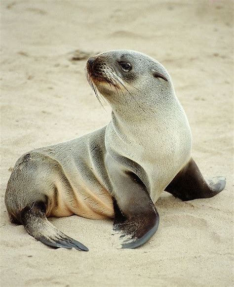 Cape fur seal pup | Seal pup, Like animals, Cute animals