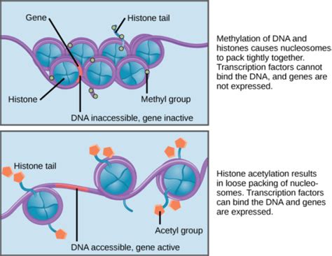 Regulation Of Chromatin Structure - Control Of Gene Expression In Eukaryotes - MCAT Content