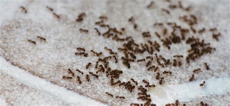 Signs Of An Ant Infestation In Your Home | The 99 People