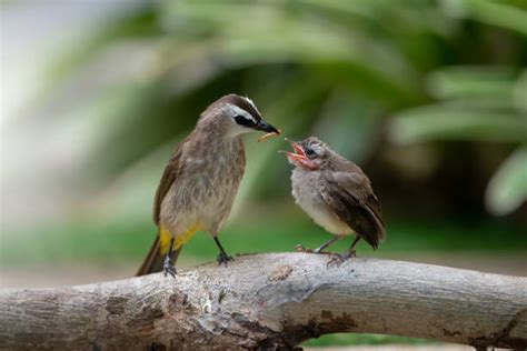 Bird Eating Worms Stock Photos, Pictures & Royalty-Free Images - iStock