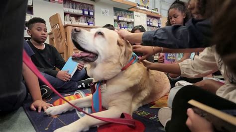 Therapy Dogs