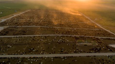 Belching Cows and Endless Feedlots: Fixing Cattle’s Climate Issues – Prometheus Institute