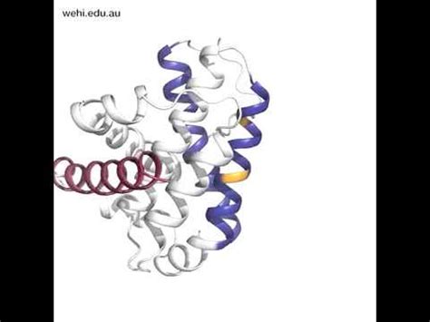 Structure of cell death protein BAX - YouTube