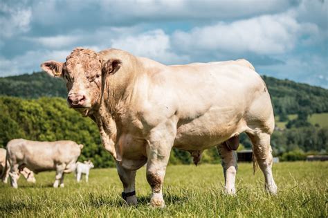 Bull Scrotal Circumference - Alabama Cooperative Extension System