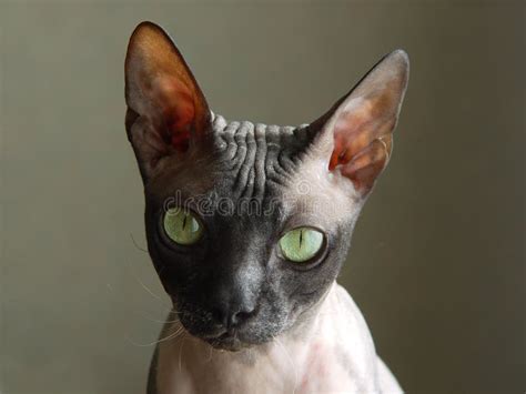 Bald Cat Stock Image - Image: 872671