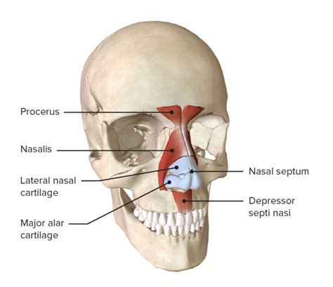 Facial Muscles: Anatomy | Concise Medical Knowledge