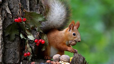 Brown Squirrel on Tree Trunk Eating Nuts HD Animals Wallpapers | HD Wallpapers | ID #34849