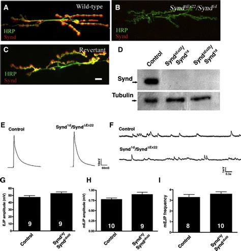 Syndapin loss-of-function mutants show normal synaptic transmission ...