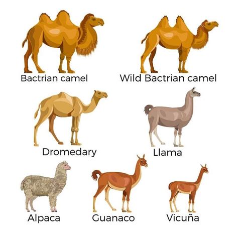 Alpaca Vs Llama And Vicuna And Guanaco