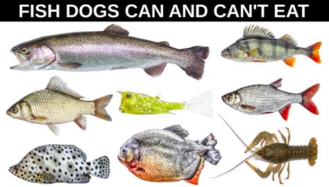 Fish Dogs Can Eat and Fish Harmful to Dogs - Spoiled Hounds