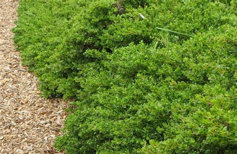 Baccharis pilularis ‘Pigeon Point’ – PlantRight