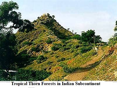 Tropical Thorn Forests in Indian Subcontinent - QS Study