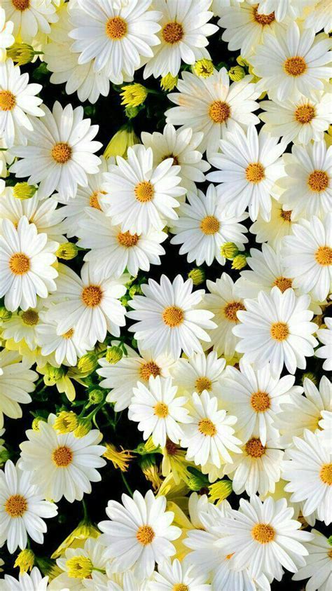 Just want to live the daisy life in 2020 | Flower phone wallpaper, Flower iphone wallpaper ...