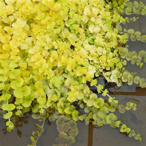 Golden Creeping Jenny. Lysimachia nummularia 'aurea' Marginal plants - Wetland Plants