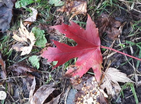 Help With Unknown Red Maple Disease (trees forum at permies)