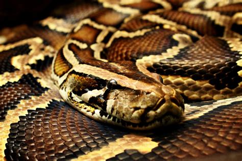 Burmese Python- An Invasive Species Exposed | HubPages