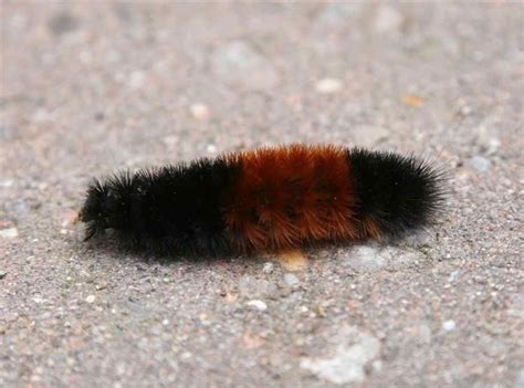 I"ve seen several of these black and brown Wooly Bear caterpillars around lately. If you pick ...