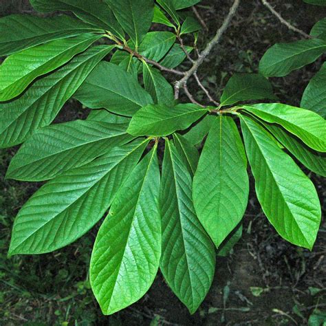 Common Pawpaw (Asimina triloba)