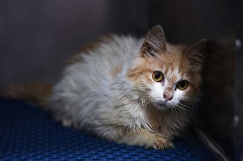 Viral Disease Killing Felines on ‘Cat Island’ Cyprus