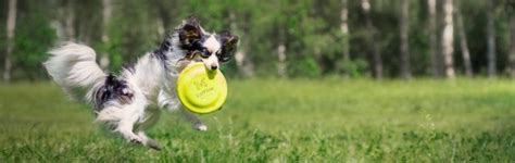 [Pro Tips] How to Teach a Dog to Catch a Frisbee