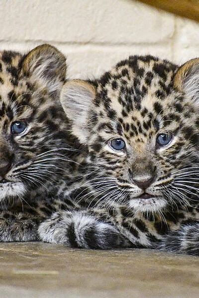 CMZoo Welcomes First Amur Leopard Cubs in Nearly 20 Years - CMZoo