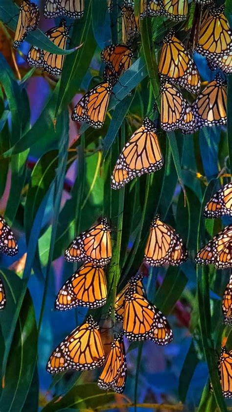 Bing HD Wallpaper Feb 5, 2023: Monarch butterflies, Pismo Beach, California - Bing Wallpaper Gallery