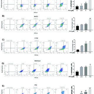 PVT treatment increases autophagy in PDAC cells. Autophagic effects of... | Download Scientific ...