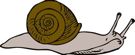 Free Snail Transparent, Download Free Snail Transparent png images, Free ClipArts on Clipart Library