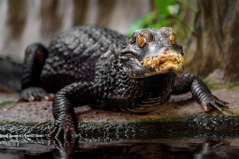 Cuvier's dwarf caiman 9711225 Stock Photo at Vecteezy