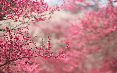 Spring Backgrounds free download
