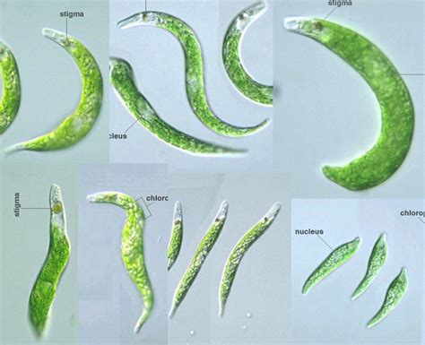 Euglena mutabilis -- Discover Life