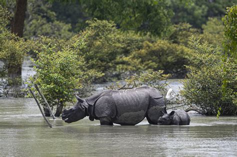 Floods Put Residents And Vulnerable Wildlife At Risk In India's Assam ...