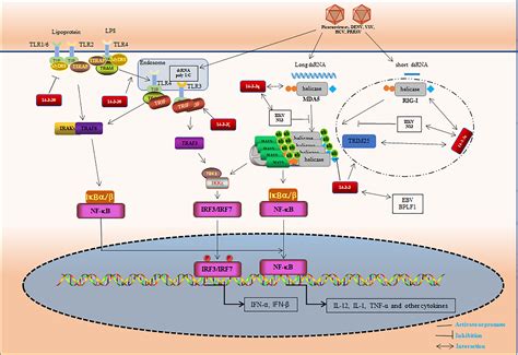 The role of 14‐3‐3 proteins in cell signalling pathways and virus infection - Liu - 2021 ...