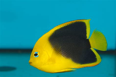 15 Awesome Types of Saltwater Angelfish | Build Your Aquarium