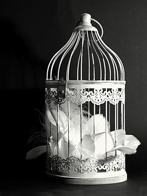 Free photo: decoration, cage, feather, black and white, black, black background, studio shot ...