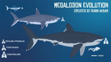 Basilosaurus Vs Megalodon