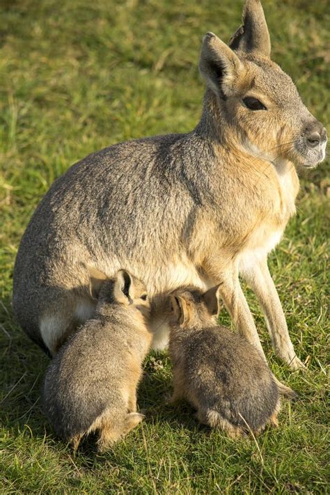 Patagonian Mara with Her Babies Stock Photo - Image of wilderness, baby ...