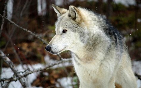 Image - Grey-wolf-backgrounds.jpg | Wolves Of Yellowstone Wiki | FANDOM ...