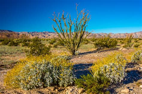 Botanische Kuriosität: Ocotillo [California, Baja California] - www ...