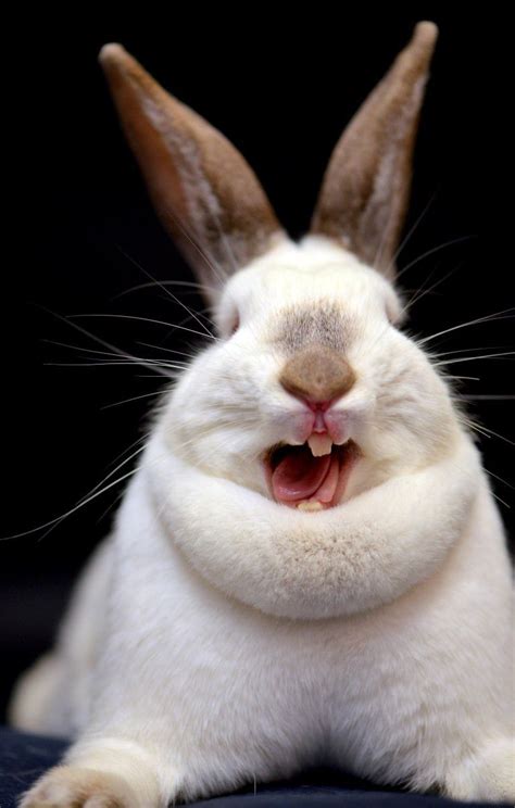 Derpy rabbit. | Smiling animals, Cute chihuahua, Animated animals